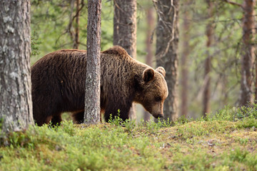 Fototapeta premium brown bear in taiga forest