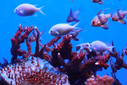 Fish in the corals. Photos of some kinds of fish have been take a photo in Palma Aquarium. Palma de Mallorka(Spain)