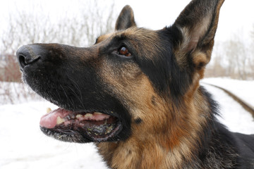 German shepherd dog is guarding an important object