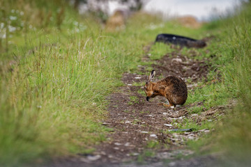 Brown Hare on path, cleaning large ears, wet from bathing in puddle (Lepus europaeus)