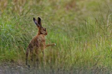 Brown Hare in meadow, shadow boxing, wet from bathing in puddle (Lepus europaeus)