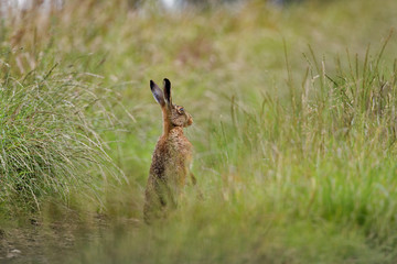 Brown Hare in grass alert on hind legs wet from bathing in puddle (Lepus europaeus)