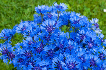 beautiful wildflowers cornflowers, perfect background for your concept or project