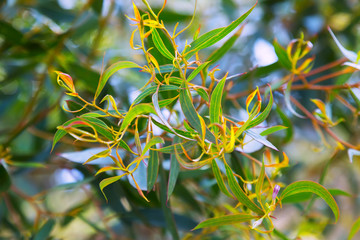 Closeup of  Red mallee