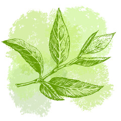 Green tea leaf hand drawing sketch. A sprig of green tea leaves with the stem.