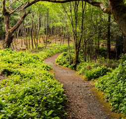 Fototapeta na wymiar Woodland walk through Aros Park, Tobermory, Isle of Mull, Scotland, UK