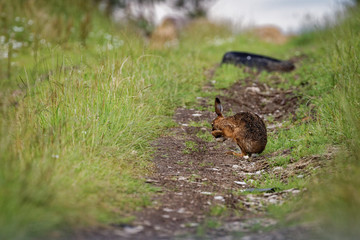 Brown Hare on path, cleaning large ears, wet from bathing in puddle (Lepus europaeus) 1