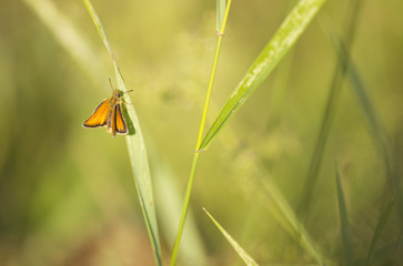 close-up of orange butterfly