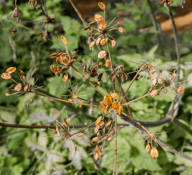 Sweet angelica seed heads at Styal Country Park, Styal, Cheshire, UK