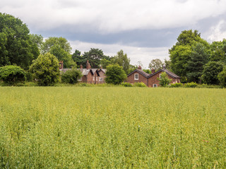 Fototapeta na wymiar Styal, Cheshire, UK. July 26th 2016. Quintessential english cottages across crop field in Styal village on a cloudy summer day, Styal, Cheshire, UK