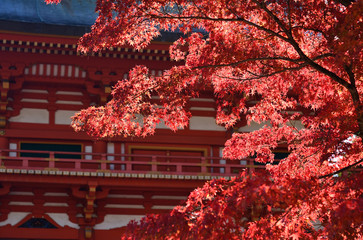 Autumn leaves at Imamiya Shrine in Kyoto, Japan.