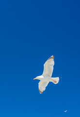 Möwe im Flug