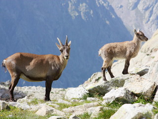 Female Alpine Steinbock with young