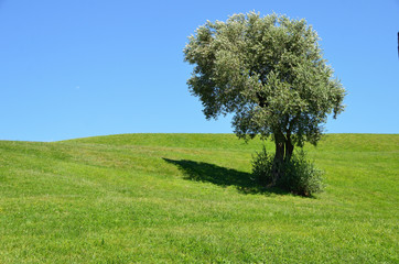 Fototapeta na wymiar Es steht ein Baum auf der Wiese II