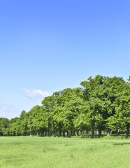 Fototapeta premium Summer scene with sun, green meadow and an alley of trees. Forest and green field with blue sky. Nature background with copy space. 