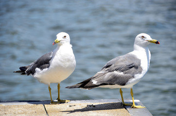 seagull on the jetty
