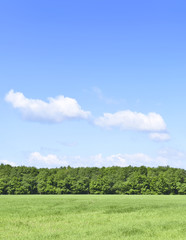 Fototapeta premium Summer scene with sun, green meadow and an alley of trees. Forest and green field with blue sky. Nature background with copy space. 