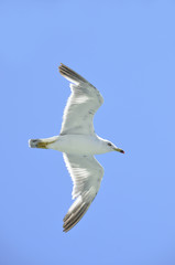 flying seagull
