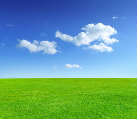 Fototapeta na wymiar sunny meadow and blue sky and fluffy clouds 
