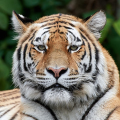 Fototapeta na wymiar Amur tiger (Panthera tigris altaica)
