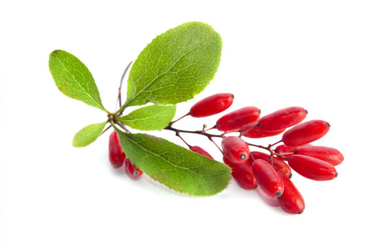 ripe berberries  isolated on white background