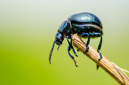 Beetle o3