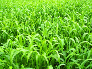 夏の畑に茂るソルゴー