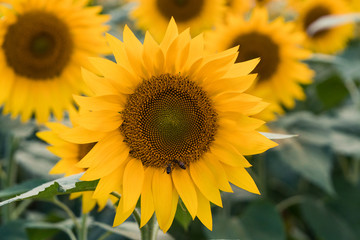 Obraz premium sunflower