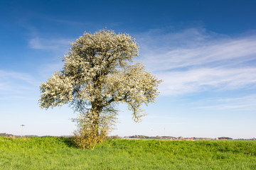 Fototapeta na wymiar Landscape with a flowering tree