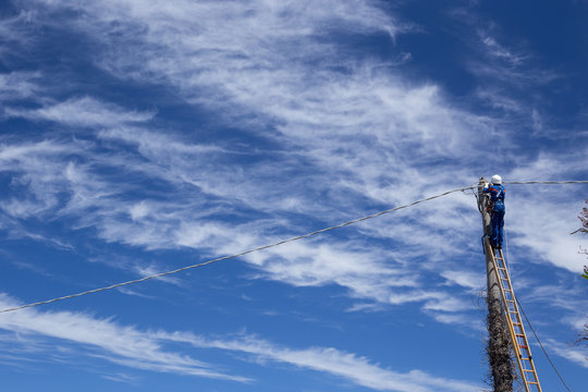 Electrical technician with blue overalls, on a long ladder leaning against a telephone pole