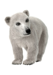 Obraz premium 3D Rendering Polar Bear Cub on White