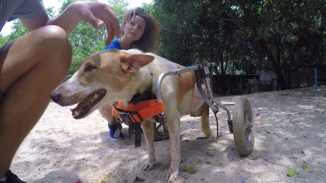 Poor Disabled Handicapped Dog in Shelter with Broken Legs