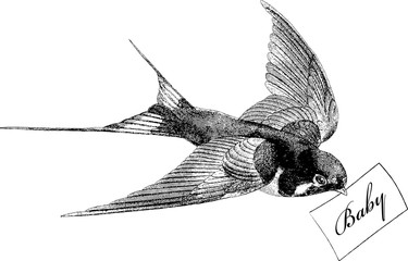 Vintage image swallow
