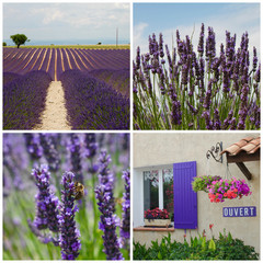 Collage Fiori di Lavanda - Provenza, Francia