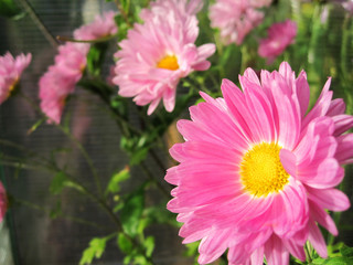 Obraz premium Pink chamomile flowers. 