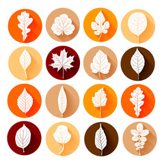 Autumn colorful leaves set