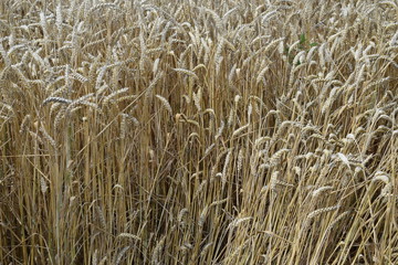 field of wheat