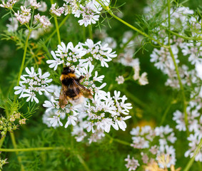bright furry bumblebee on white small flowers
