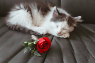 Cat sleeping on sofa