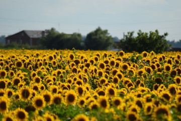 field of blooming sunflowers