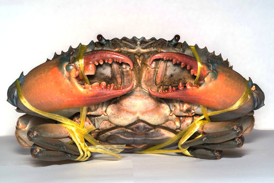 Giant Mud Crabs And Serrated Crabs Are Tied