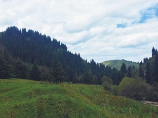 Fototapeta premium Butakowka 2