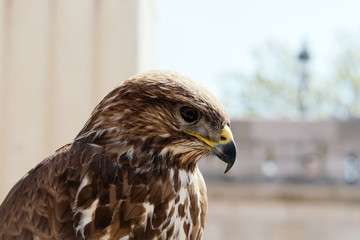 Beautiful eagle bird closeup