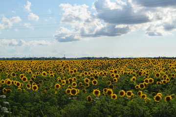 Obraz premium field of blooming sunflowers