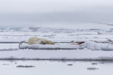Polar bear © Johannes Jensås