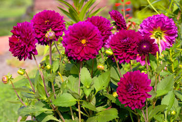 Fototapeta premium Бордовые георгины