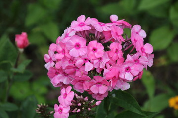 Pink phlox in the garden