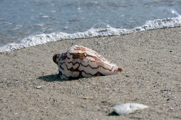 shell on the sand