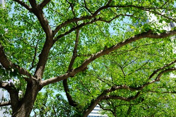 Obraz premium 都会の中の新緑