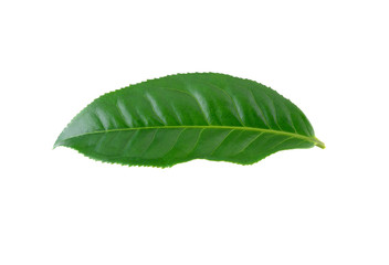 Obraz premium Green tea leaf on white background